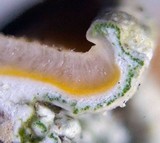 Caloplaca nivalis image