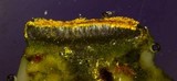 Caloplaca nivalis image
