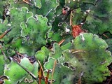 Peltigera britannica image