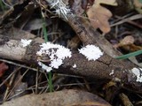 Anomoloma myceliosum image