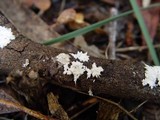 Anomoloma myceliosum image