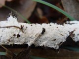 Anomoloma myceliosum image