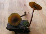 Galerina steglichii image