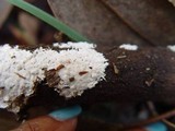 Anomoloma myceliosum image