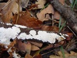 Anomoloma myceliosum image