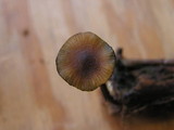 Galerina steglichii image
