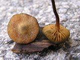Galerina steglichii image