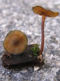 Galerina steglichii image
