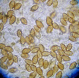 Galerina steglichii image