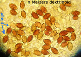 Galerina steglichii image