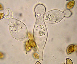 Galerina steglichii image
