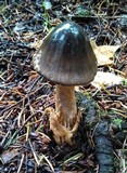 Amanita pachycolea image