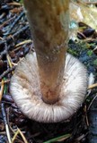 Amanita pachycolea image