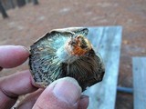 Lactarius chelidonium image