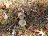 Lactarius chelidonium image