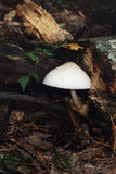 Volvariella bombycina image