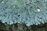 Punctelia missouriensis image
