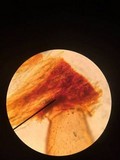 Phlebia coccineofulva image