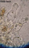 Galerina heimansii image