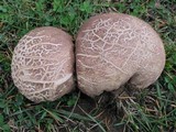Calvatia cyathiformis image