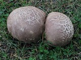 Calvatia cyathiformis image