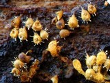 Polycephalomyces tomentosus image