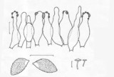 Galerina heimansii image