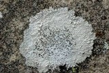 Aspicilia caesiocinerea image
