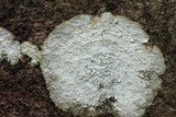 Aspicilia caesiocinerea image
