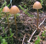 Galerina atkinsoniana image