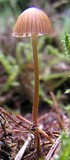 Galerina atkinsoniana image