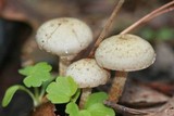 Pholiota decorata image