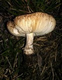 Leucoagaricus barssii image