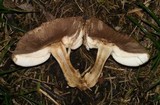 Leucoagaricus barssii image