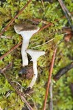 Clitocybe trulliformis image