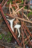 Clitocybe trulliformis image