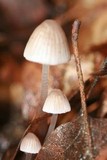 Mycena capillaripes image