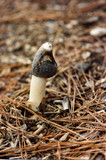 Phallus ravenelii image
