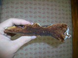 Ganoderma tuberculosum image