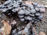 Psilocybe stuntzii image