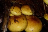 Pholiota limonella image