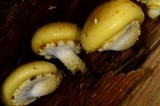 Pholiota limonella image
