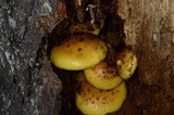 Pholiota limonella image