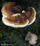 Ganoderma tuberculosum image