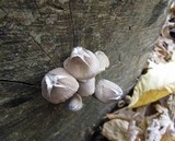 Mycena inclinata image