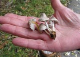 Mycena inclinata image