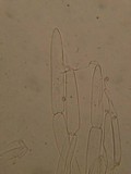 Pluteus tomentosulus image