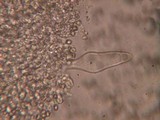 Pluteus tomentosulus image