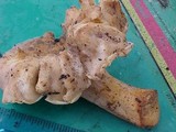 Cantharellus subalbidus image