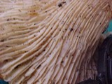 Cantharellus subalbidus image